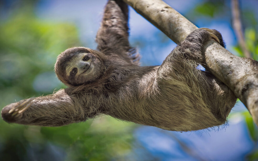 Manuel Antonio National Park Tour