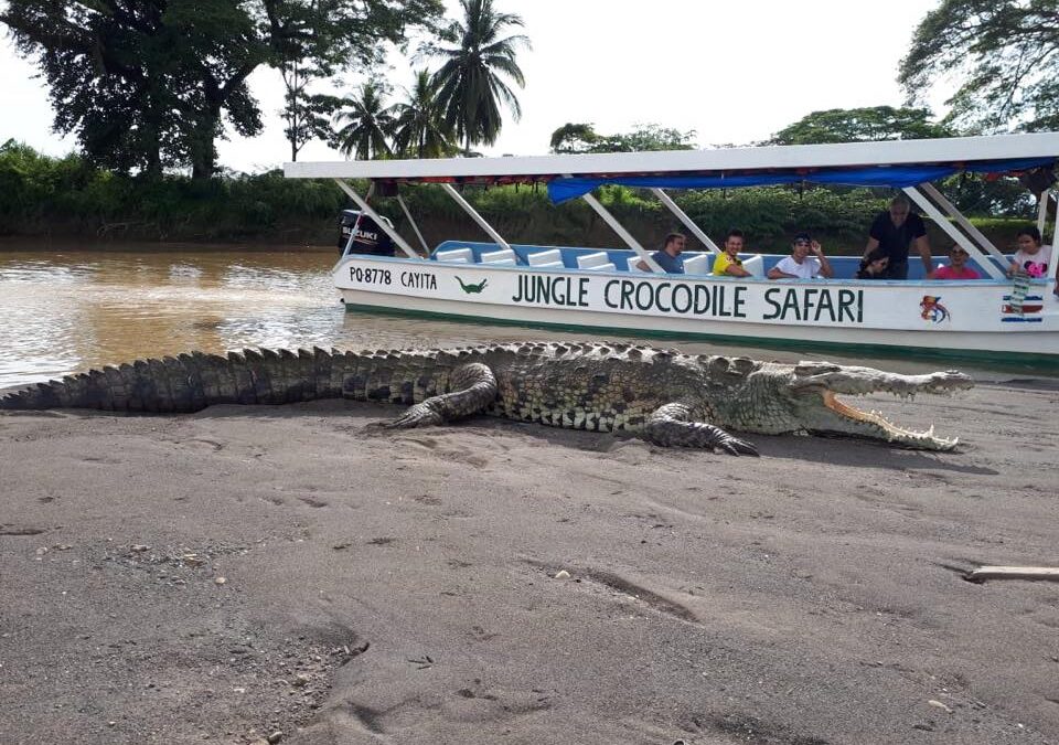 Crocodile Safari Tour
