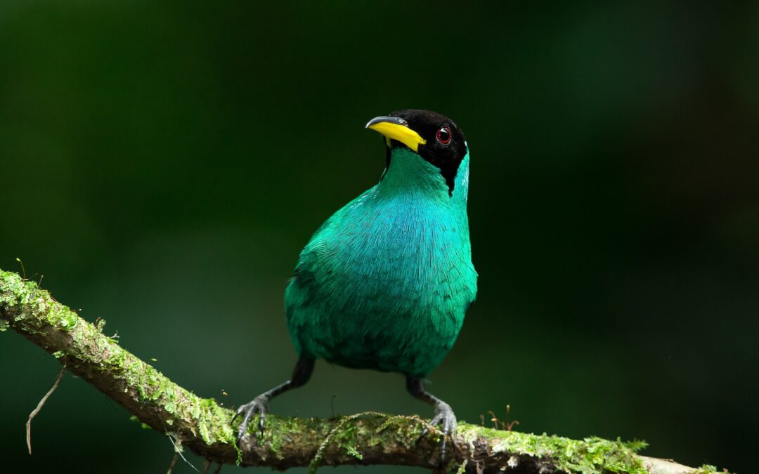 Carara National Park Guided Hike