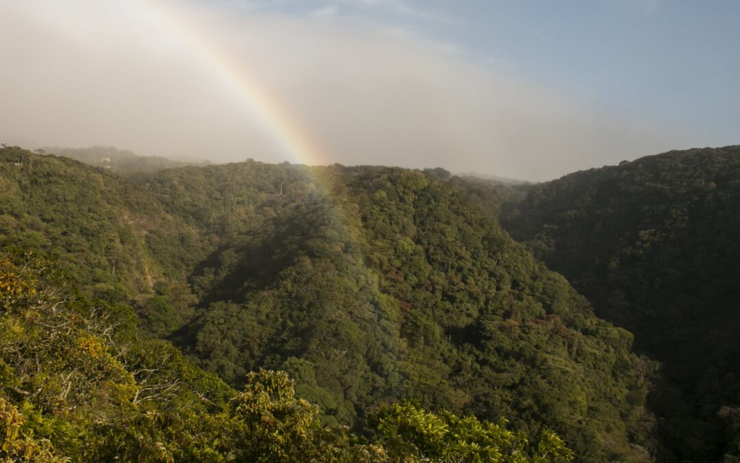 Children’s Eternal Rainforest Day Tour