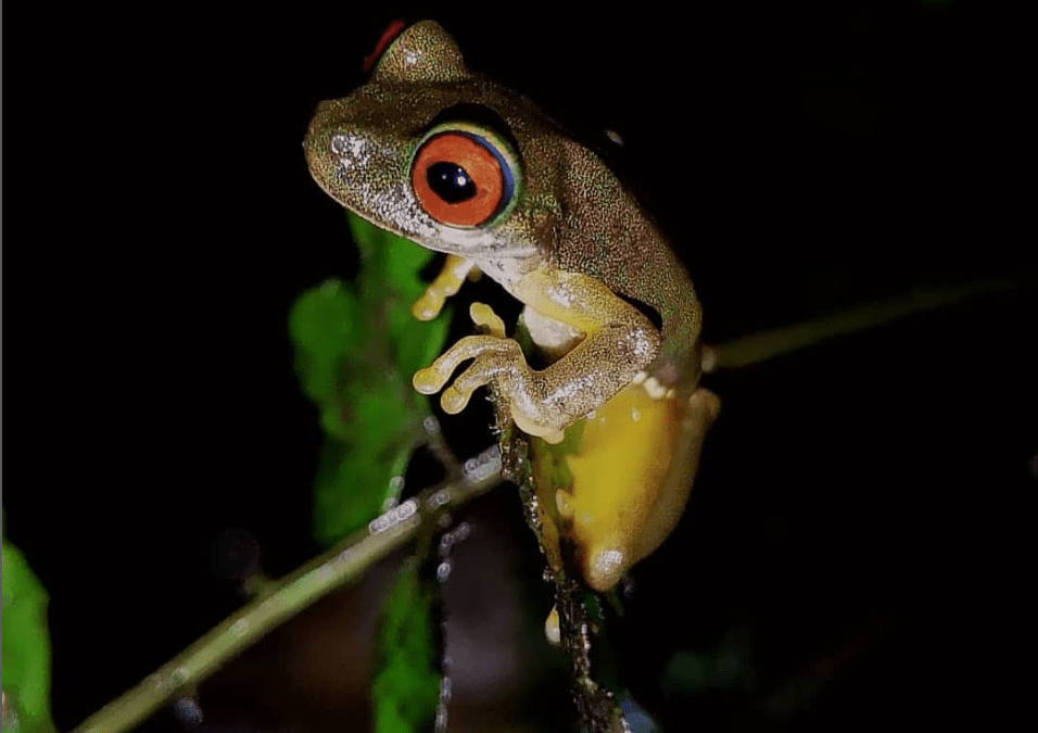 Night Hike at Refugio Vida Silvestre Wildlife Refuge